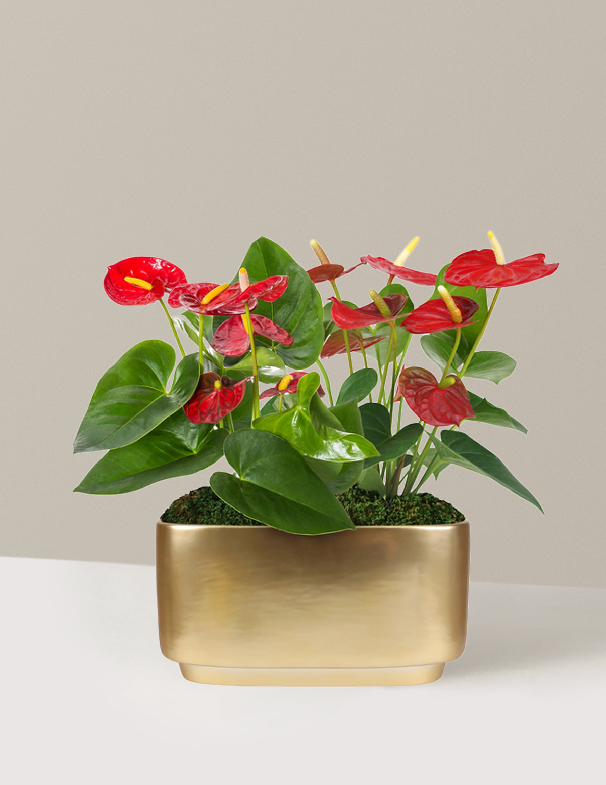 Büyük Boy İkili Anthurium