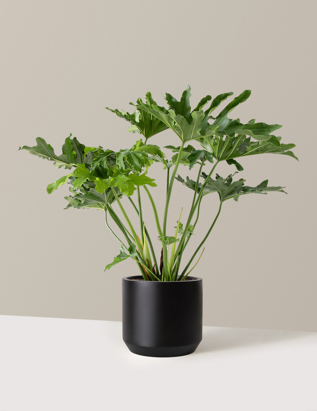 Büyük Philodendron Selloum Hope