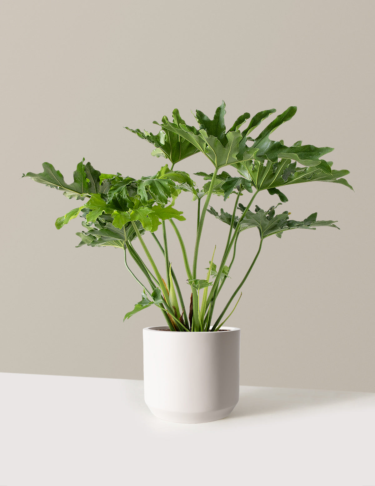 Büyük Philodendron Selloum Hope