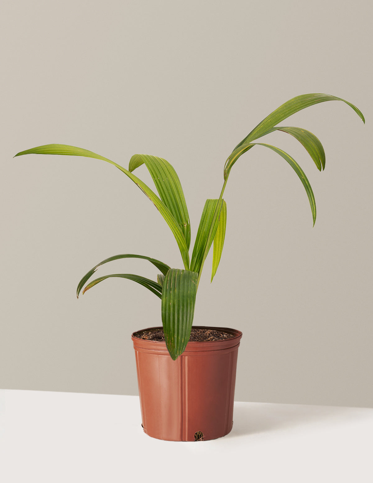 Lipstick Palm (Ruj Palmiyesi)