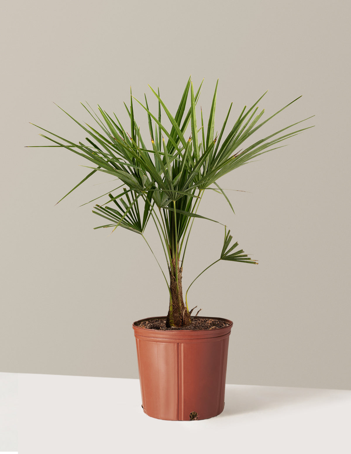Yel Değirmeni Palmiyesi (Trachycarpus fortunei)