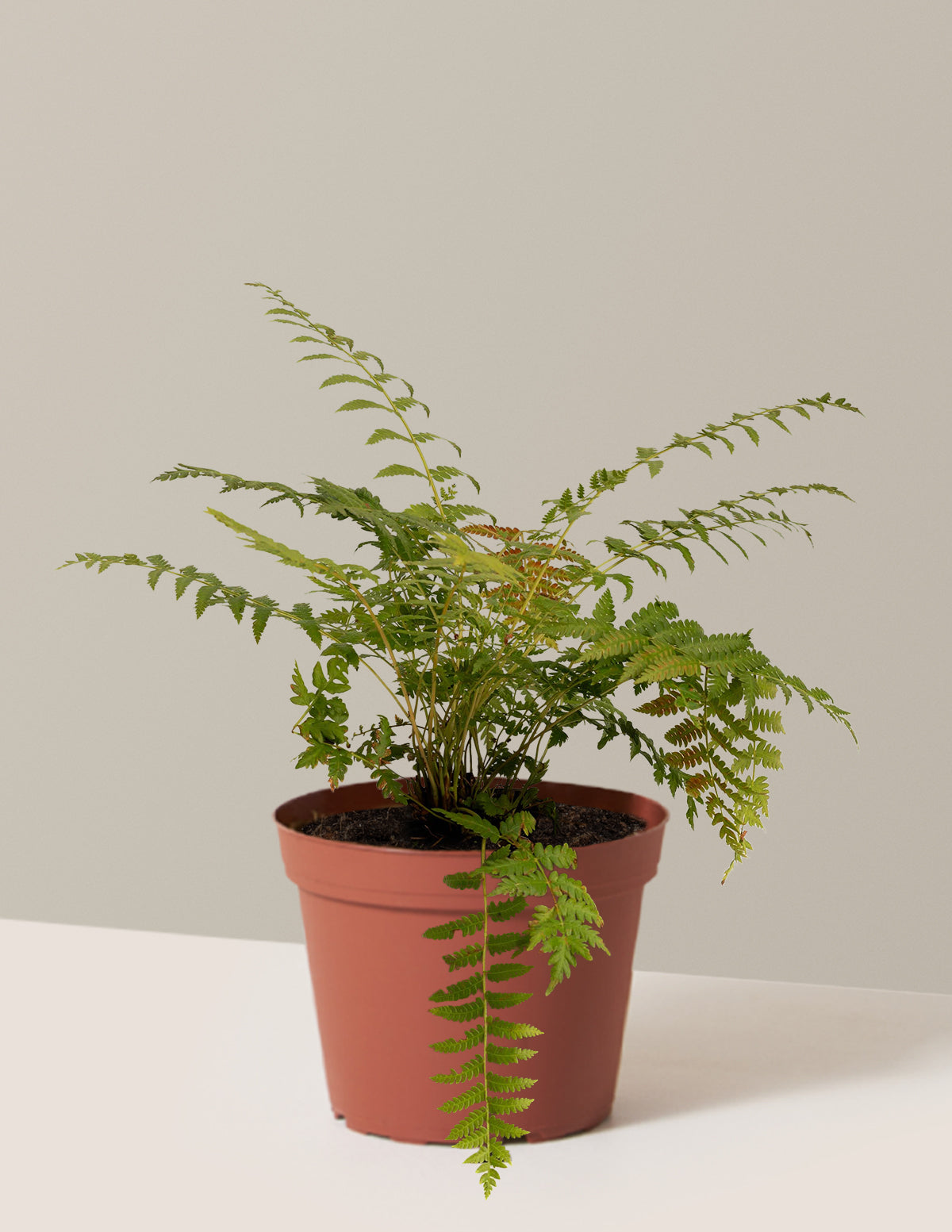 Tarçın Eğreltisi (Cinnamon Fern)