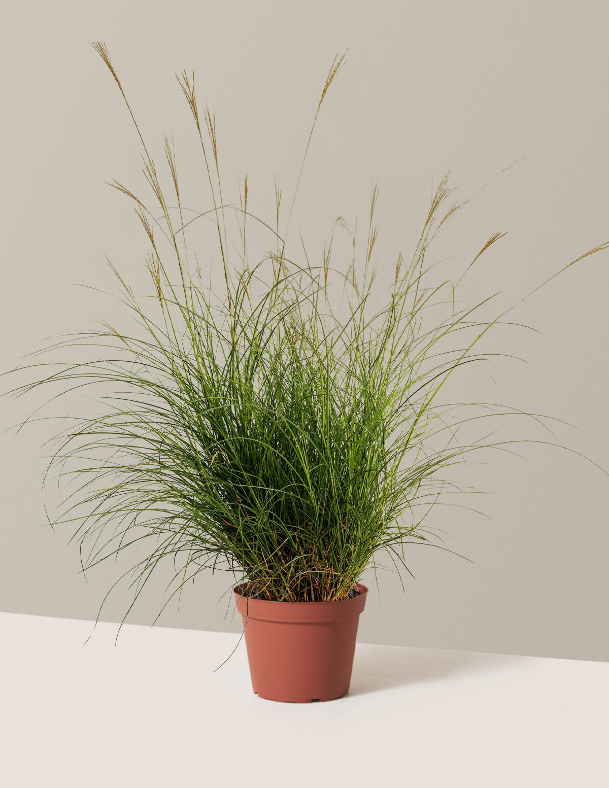 Bodur Süs Otu (Dwarf Maiden Grass)