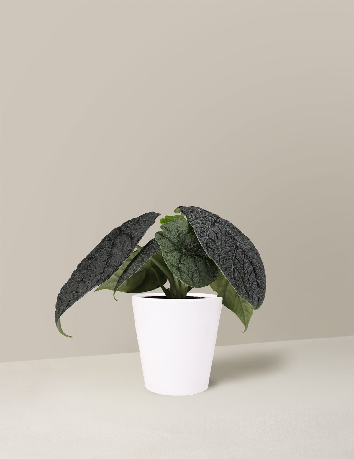Alocasia Melo
