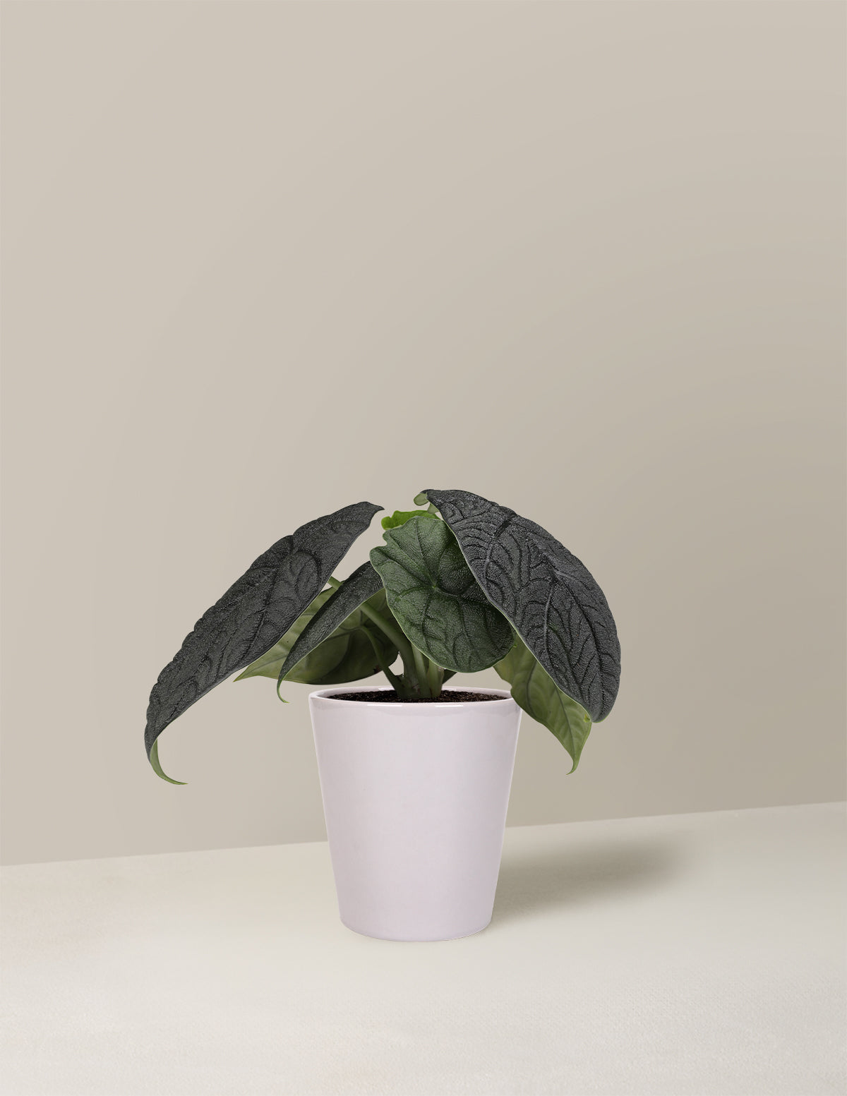 Alocasia Melo