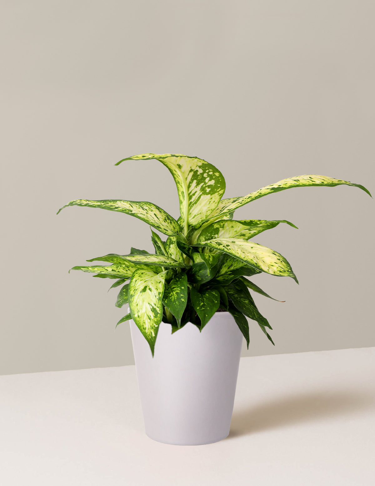 Dieffenbachia 'Star Bright'