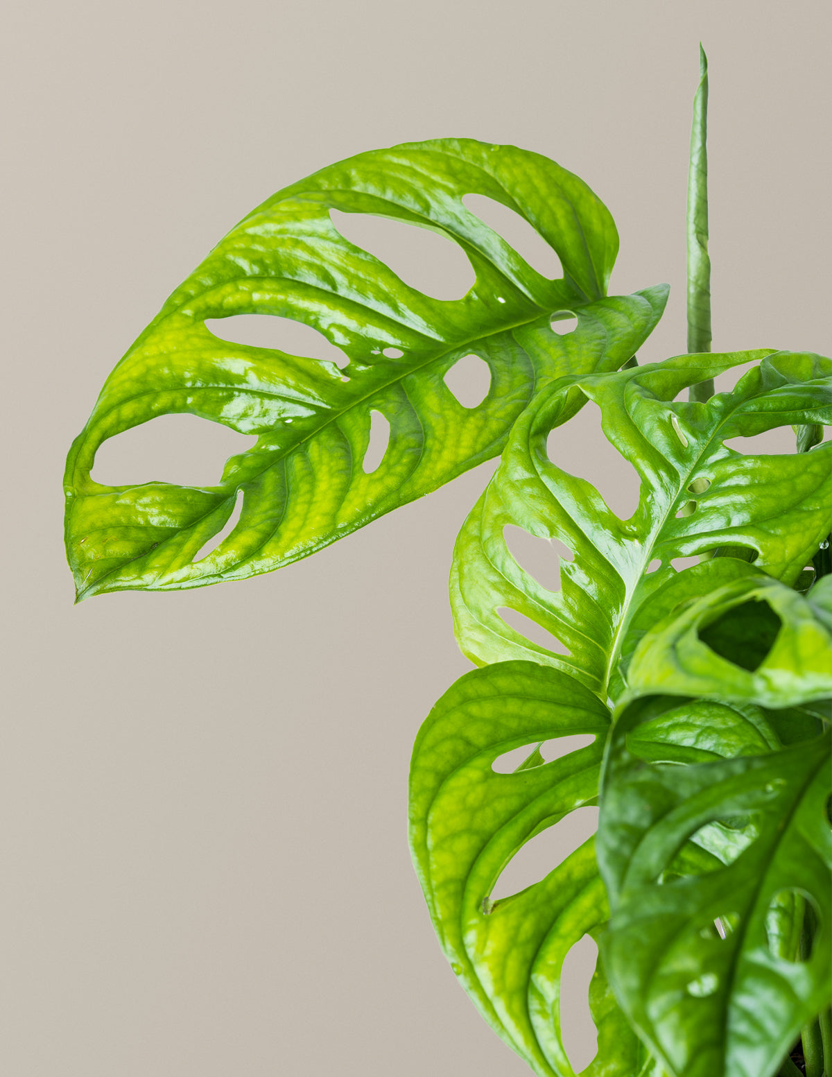 Monstera Adansonii (Deve Tabanı)