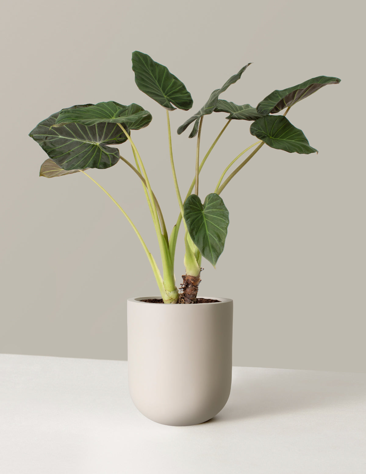 Büyük Alocasia Regal Shield