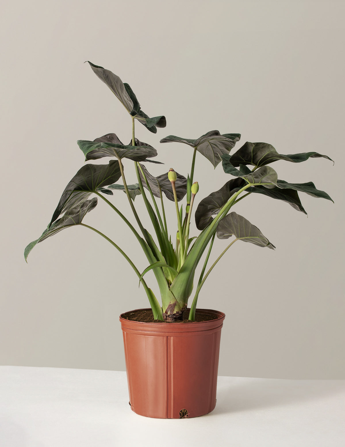 Büyük Alocasia Regal Shield