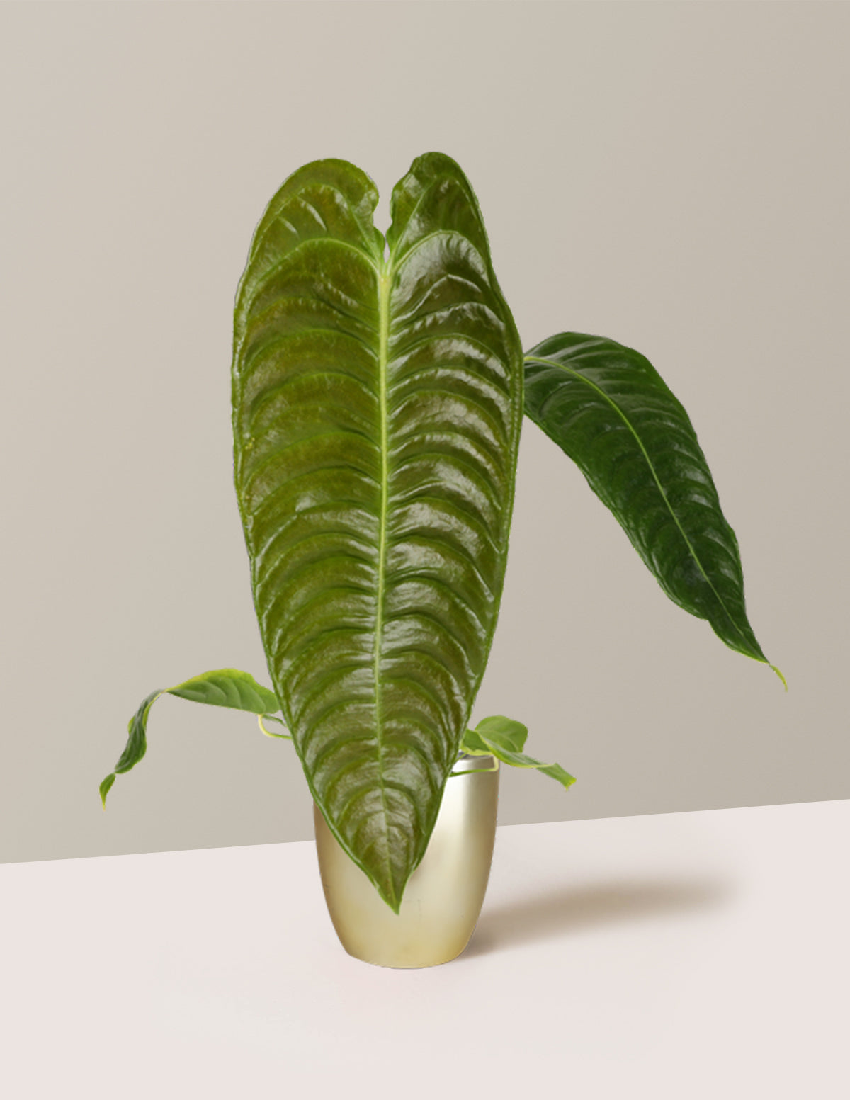 Anthurium Veitchii