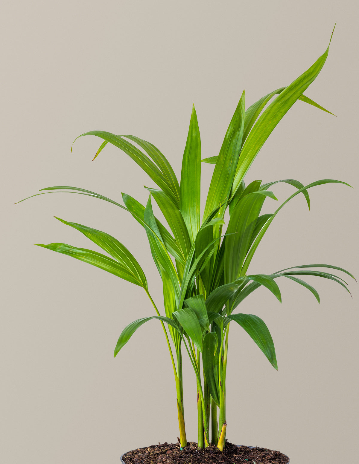 Areca Purifying Palm (Areka Palmiyesi)