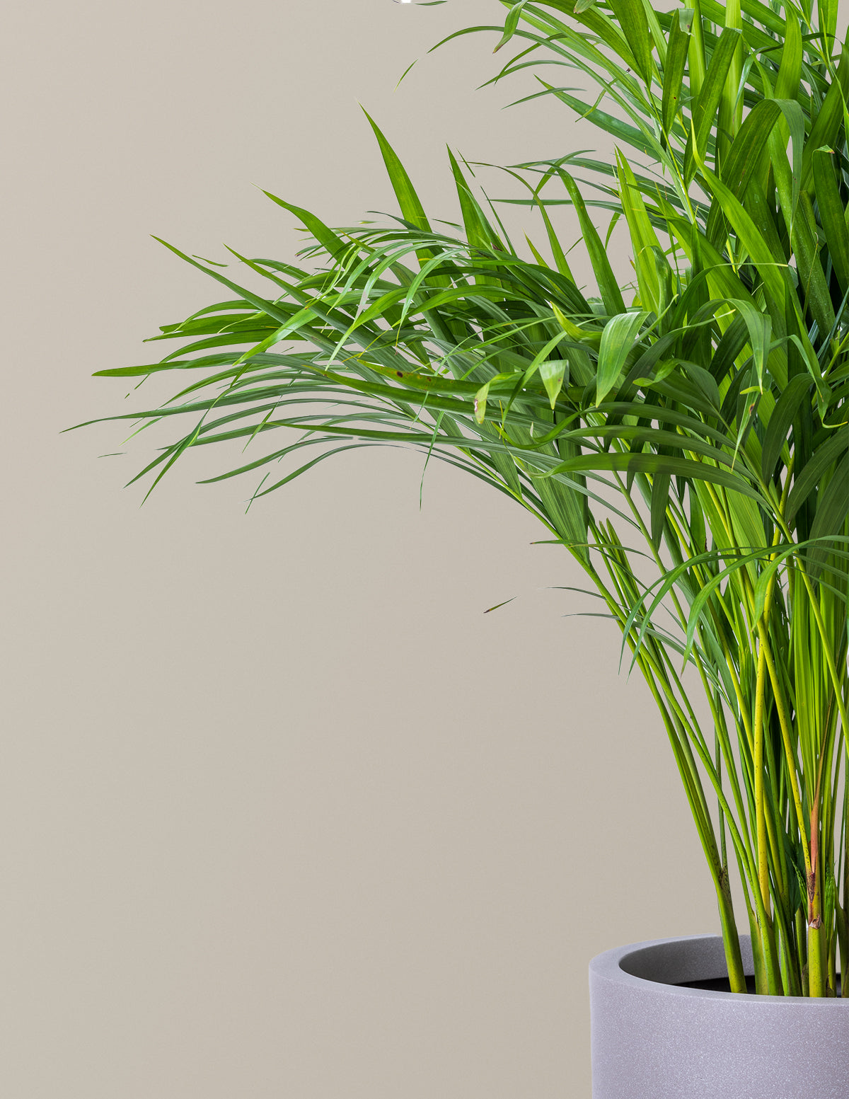 Areca Purifying Palm (Areka Palmiyesi)