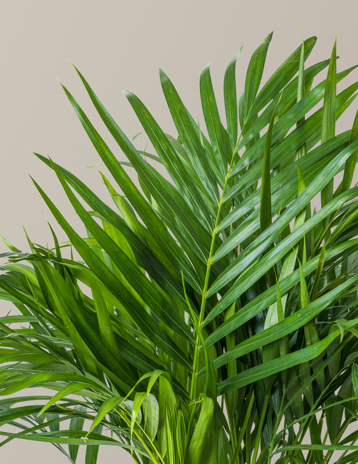 Areca Purifying Palm (Areka Palmiyesi)