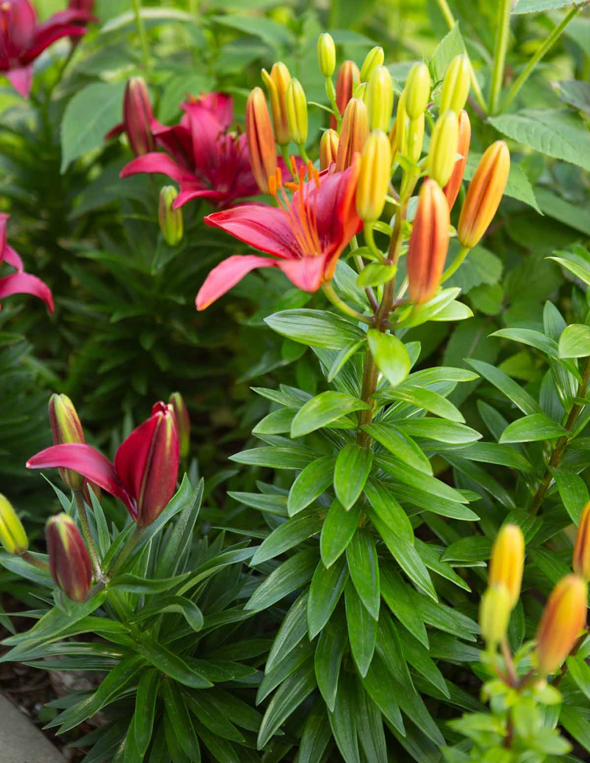 Asya Zambağı (Asiatic Lily) Soğan Karışımı