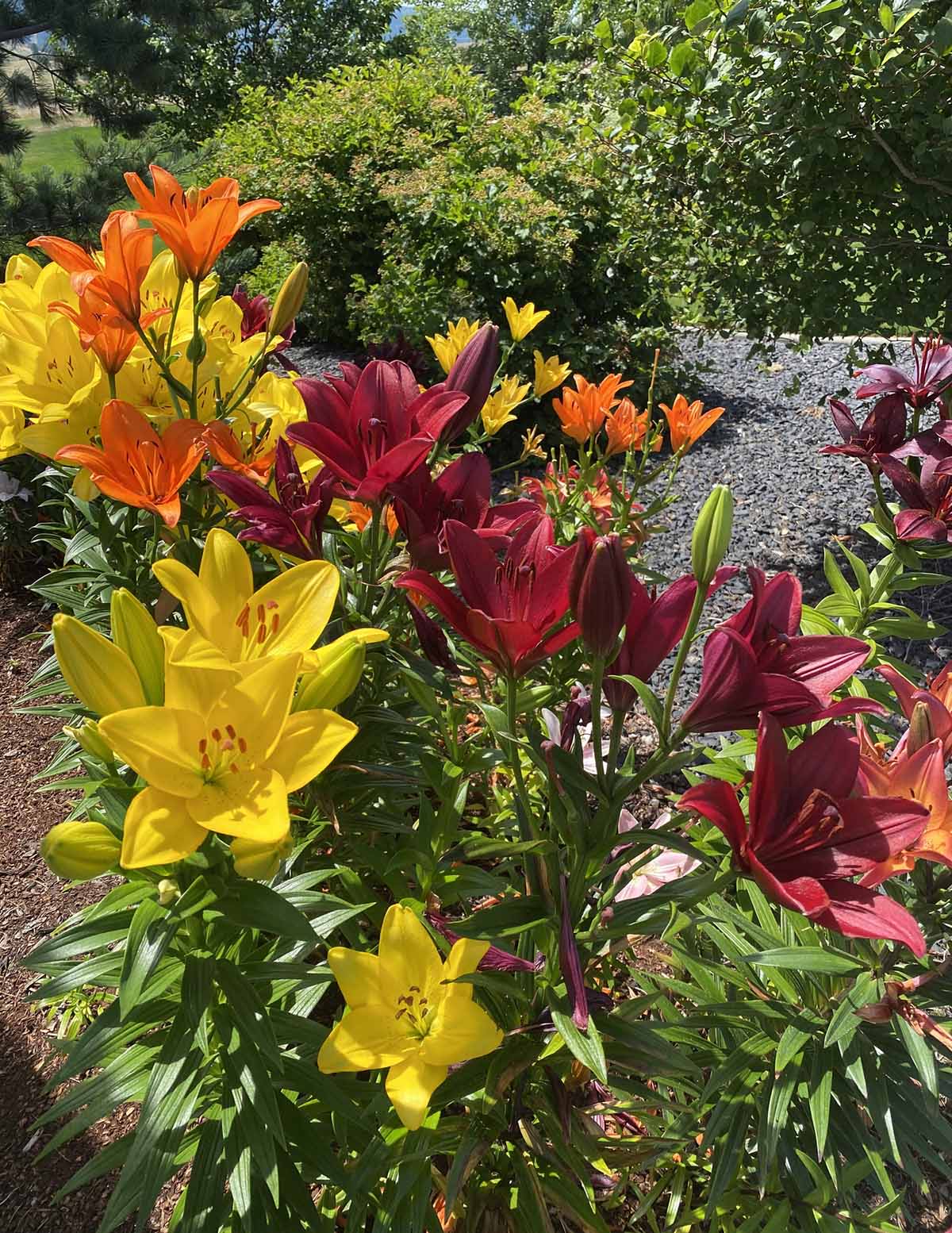 Asya Zambağı (Asiatic Lily) Soğan Karışımı