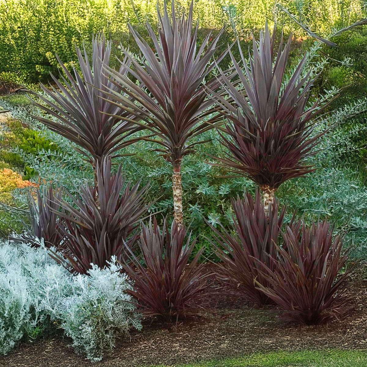 Bauer’s Cordyline