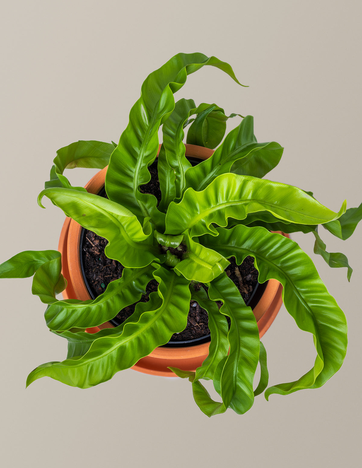 Fern Friends İkili Set