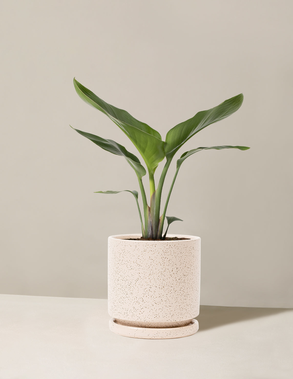 Cennet Kuşu Çiçeği (Strelitzia)