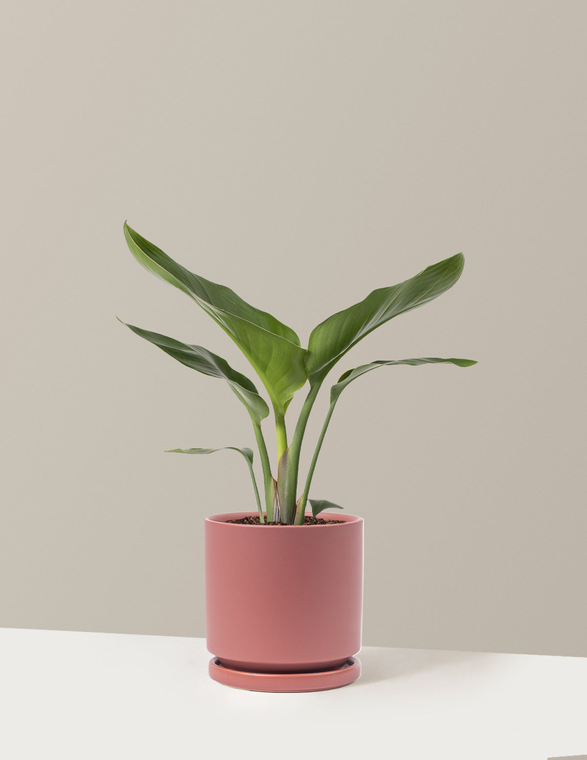 Cennet Kuşu Çiçeği (Strelitzia)