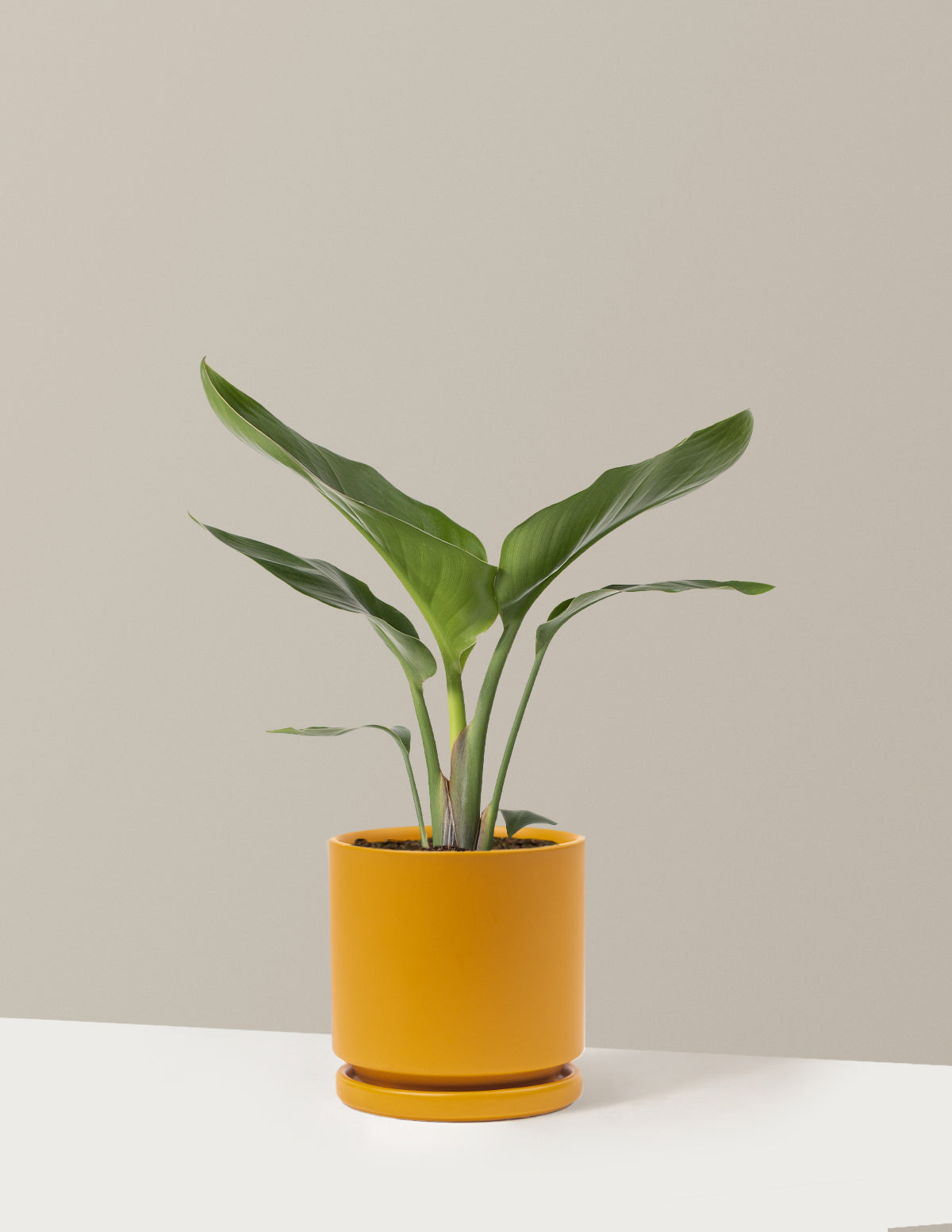 Cennet Kuşu Çiçeği (Strelitzia)