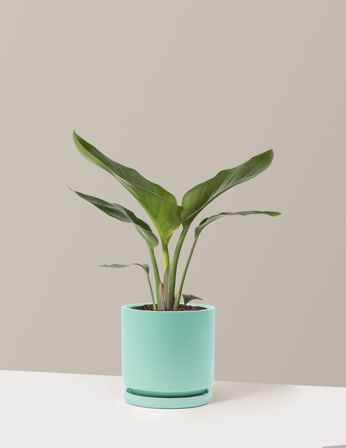 Cennet Kuşu Çiçeği (Strelitzia)
