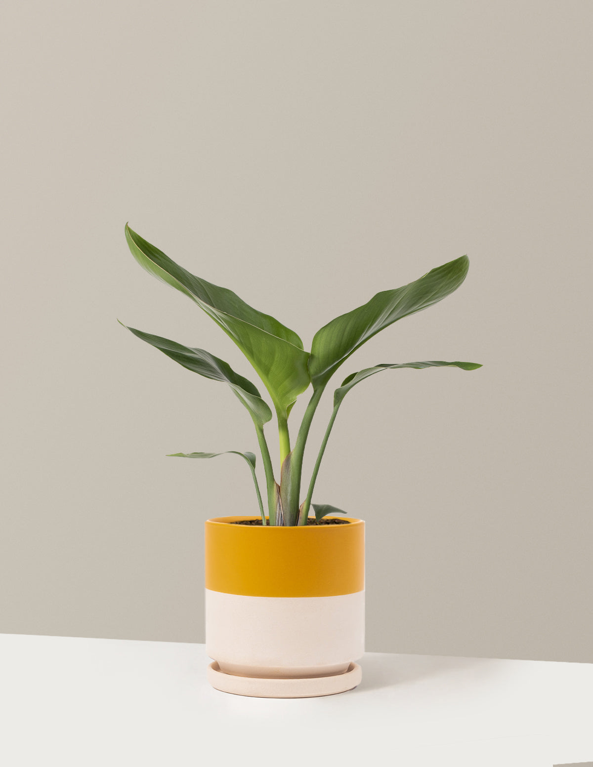 Cennet Kuşu Çiçeği (Strelitzia)