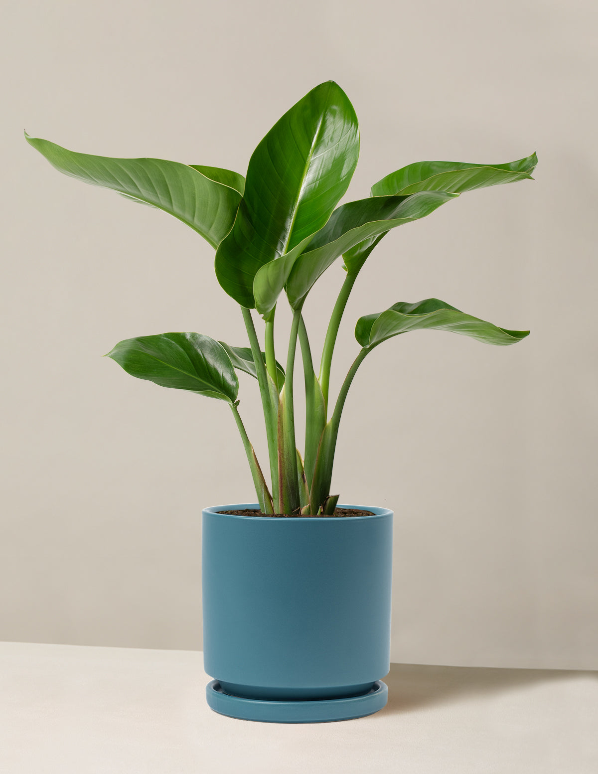 Cennet Kuşu Çiçeği (Strelitzia)
