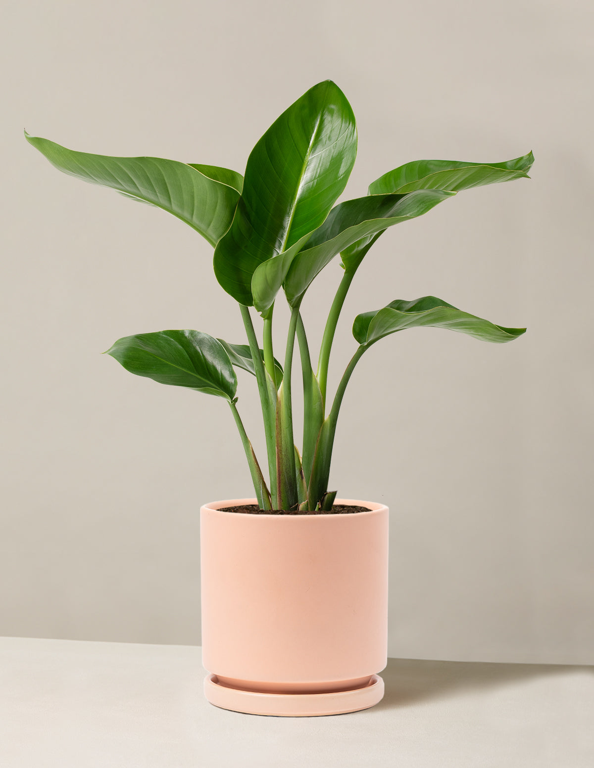 Cennet Kuşu Çiçeği (Strelitzia)