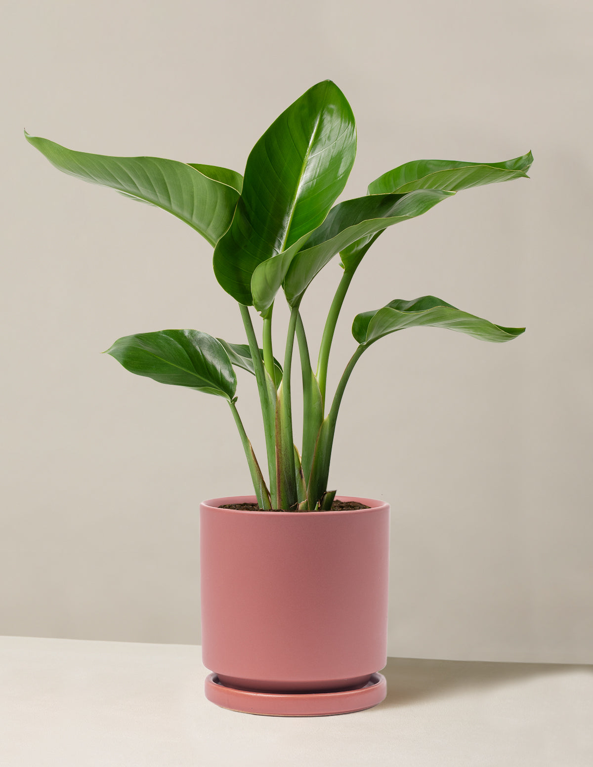 Cennet Kuşu Çiçeği (Strelitzia)