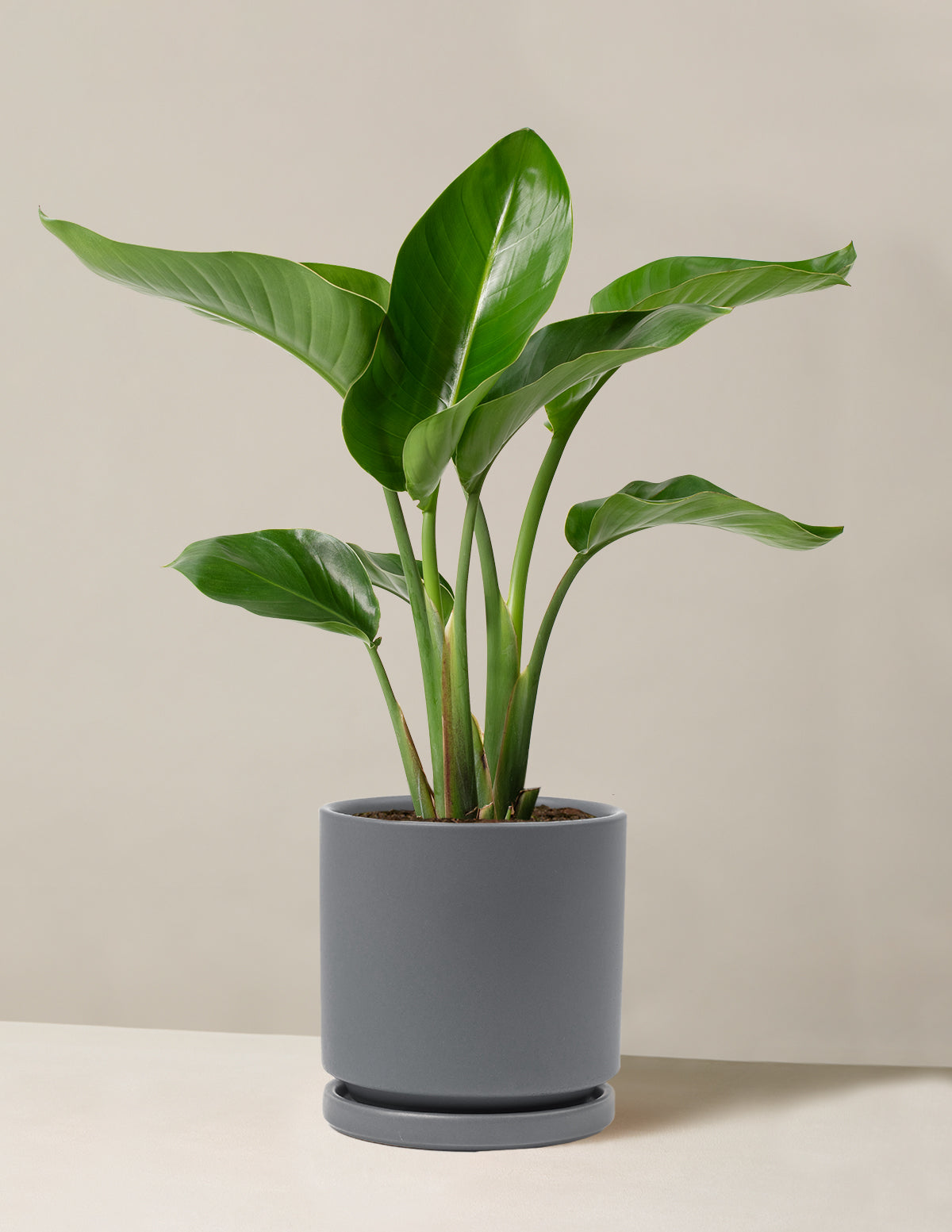 Cennet Kuşu Çiçeği (Strelitzia)