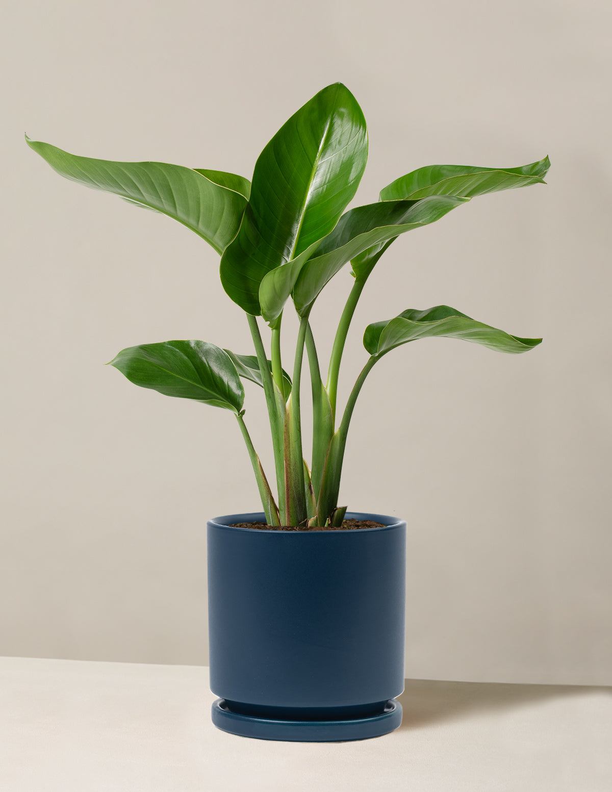 Cennet Kuşu Çiçeği (Strelitzia)