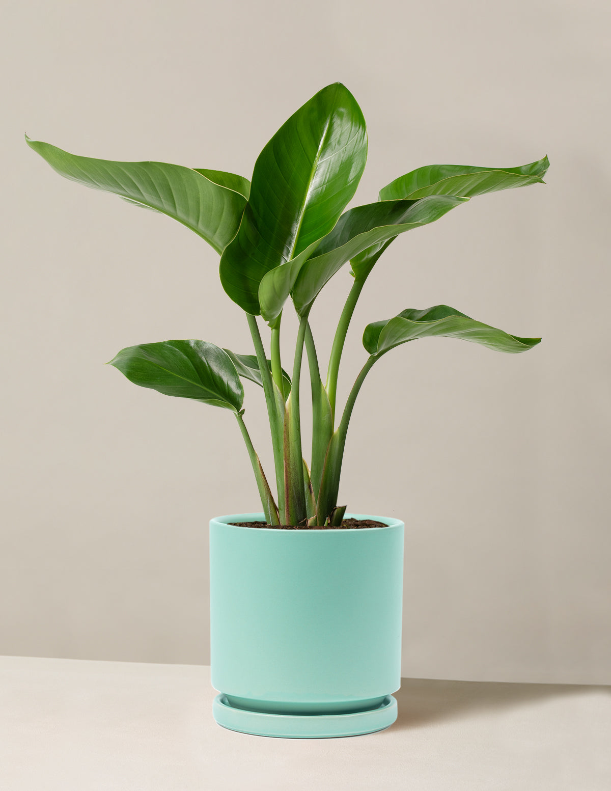 Cennet Kuşu Çiçeği (Strelitzia)