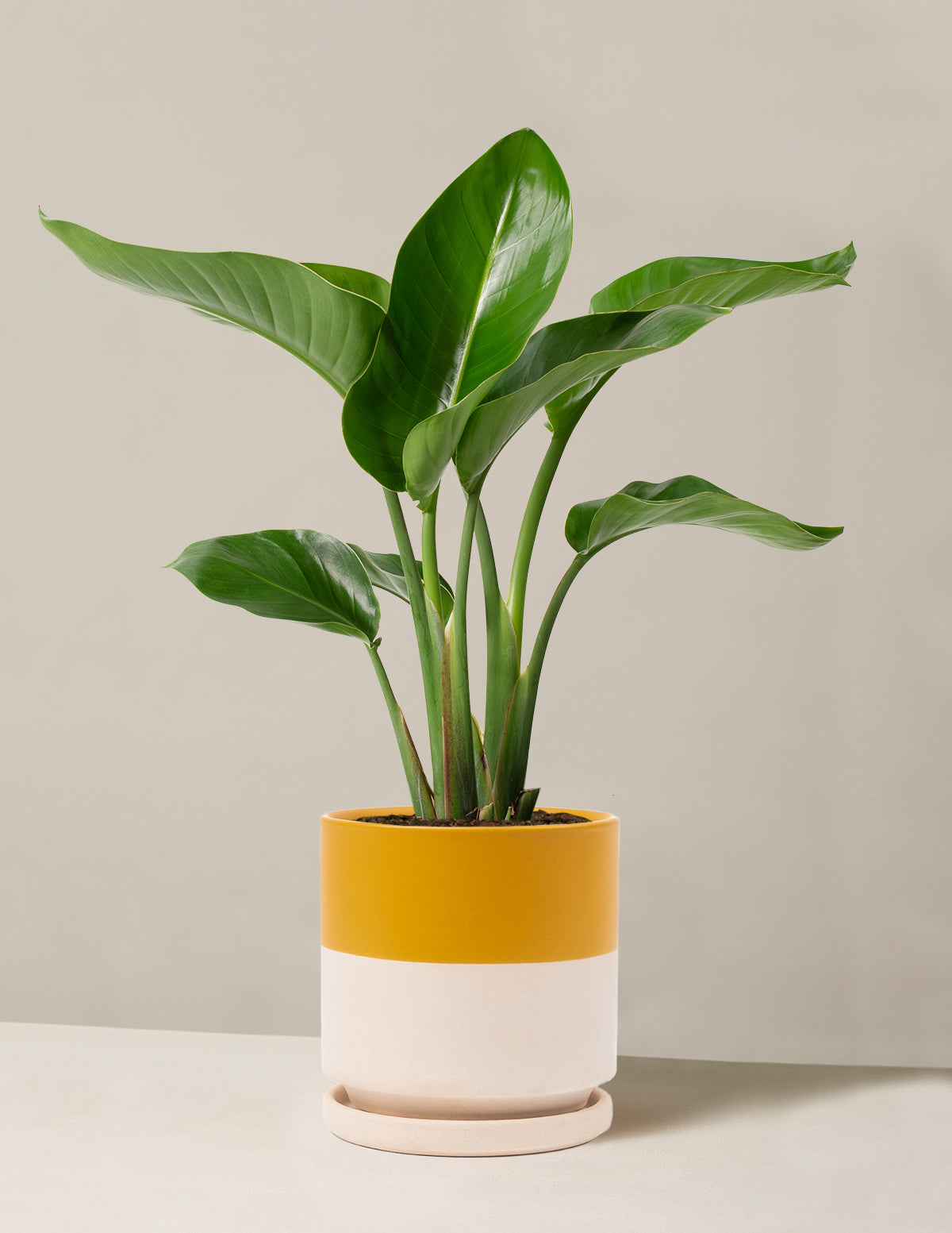 Cennet Kuşu Çiçeği (Strelitzia)