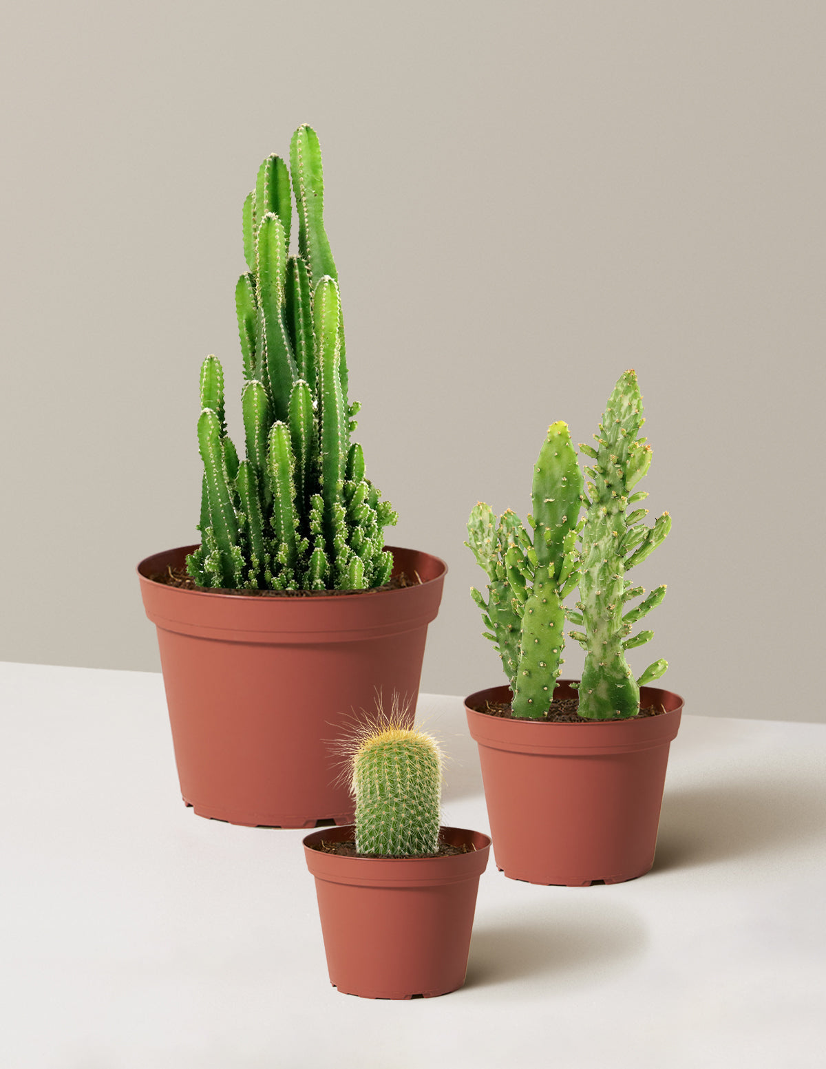 Desert Garden Kaktüs Üçlüsü
