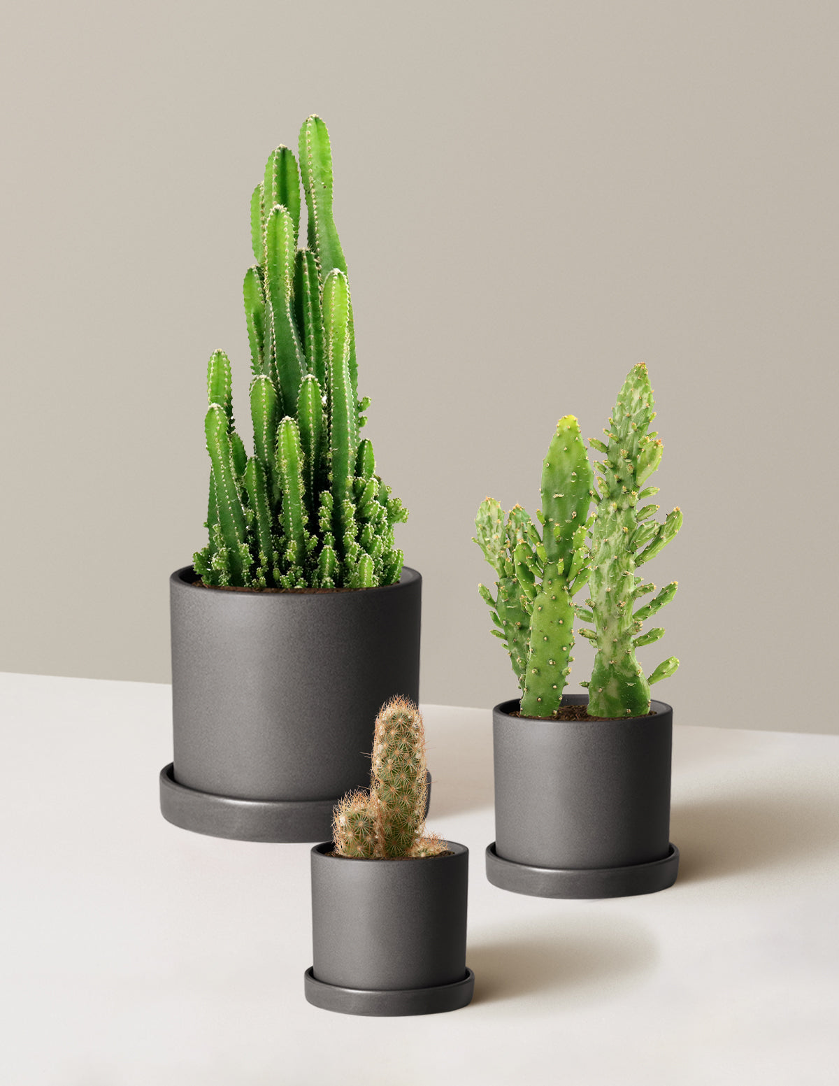 Desert Garden Kaktüs Üçlüsü