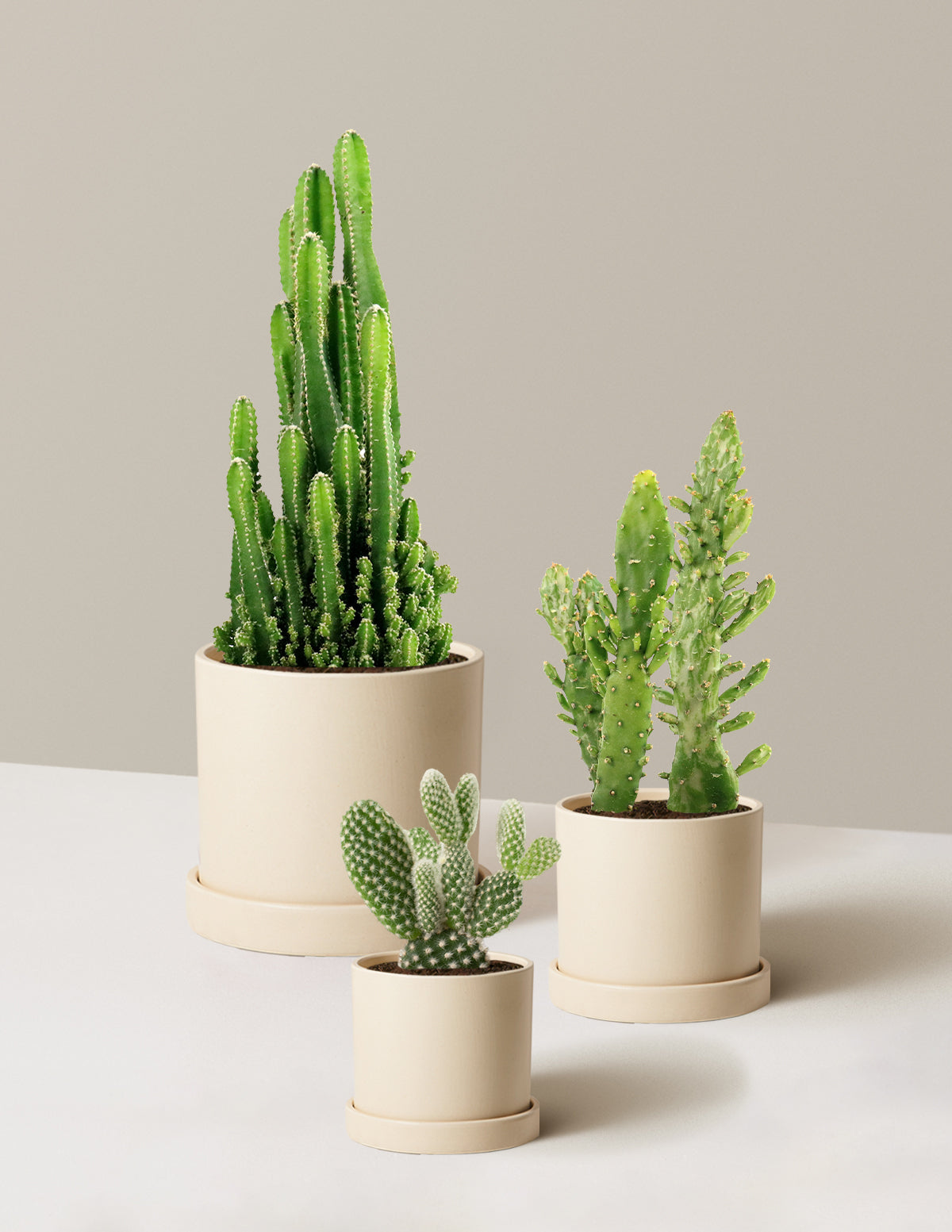 Desert Garden Kaktüs Üçlüsü