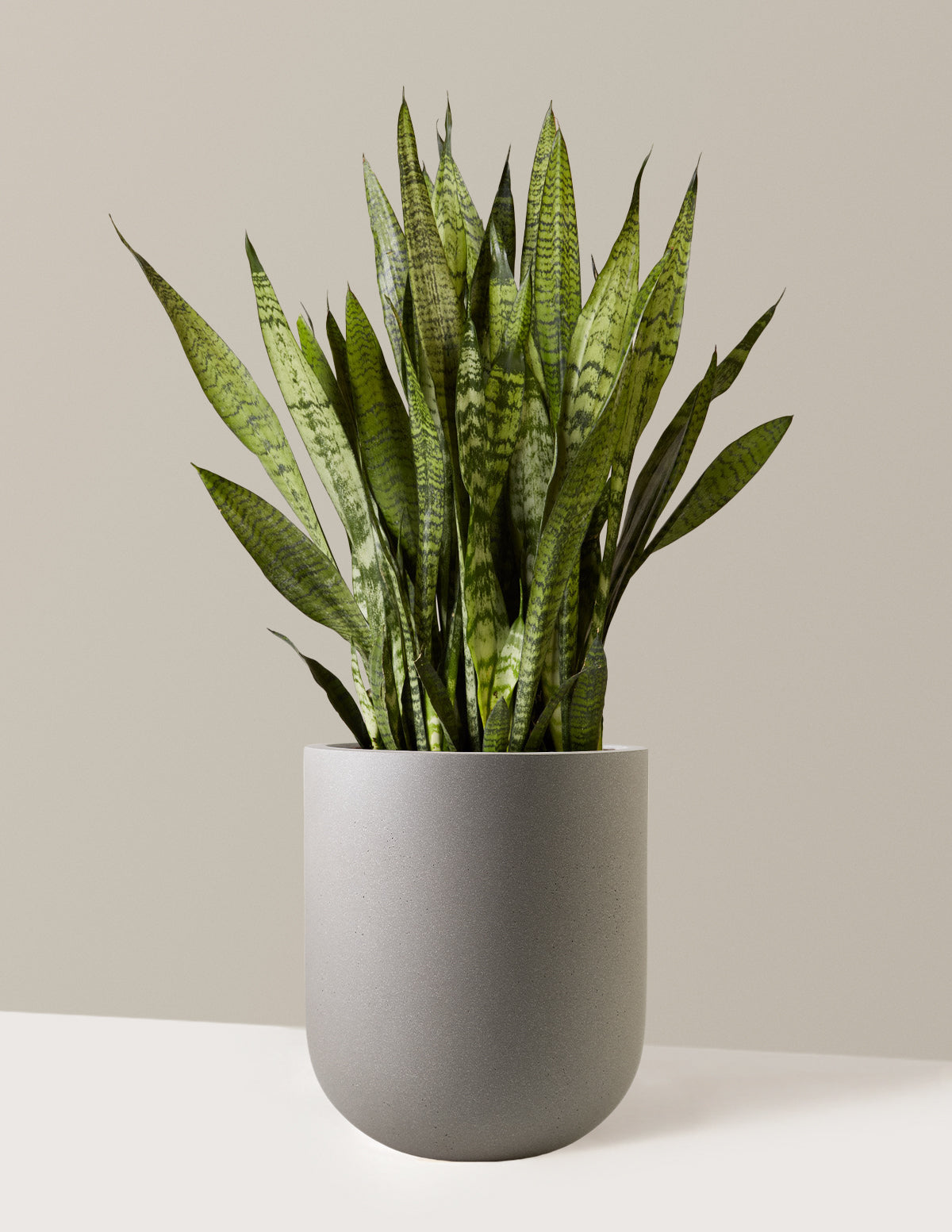 Paşa Kılıcı (Snake Plant) Zeylanica