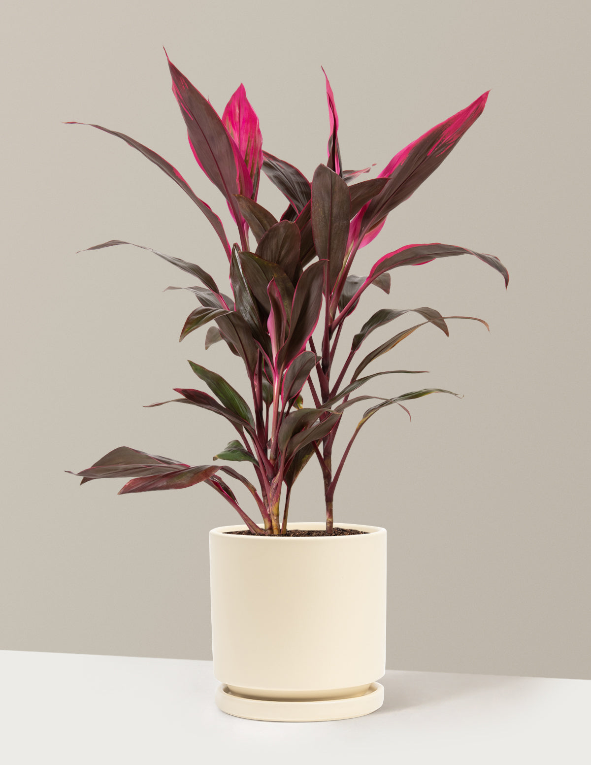 Büyük Boy Cordyline 'Red Sister'