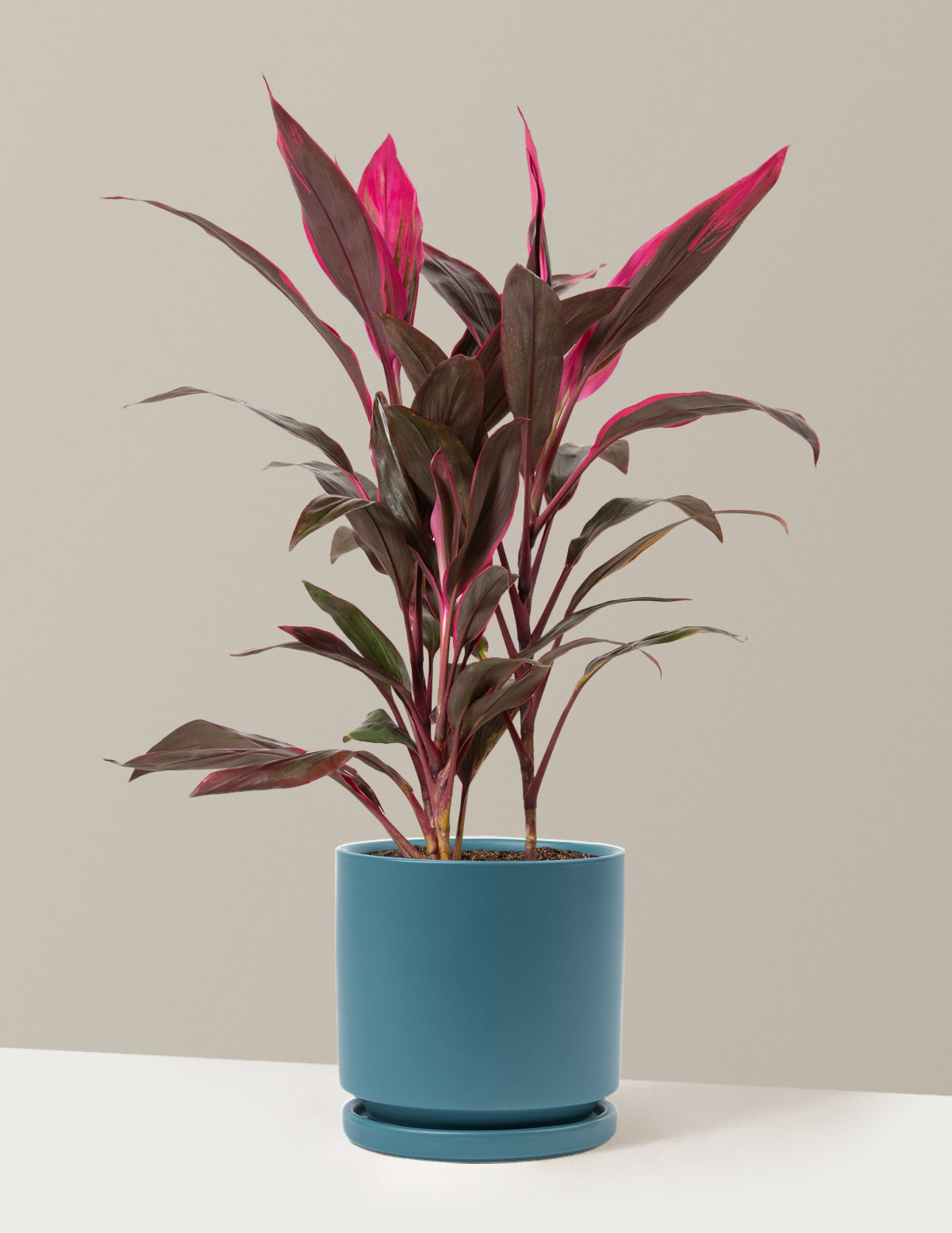 Büyük Boy Cordyline 'Red Sister'