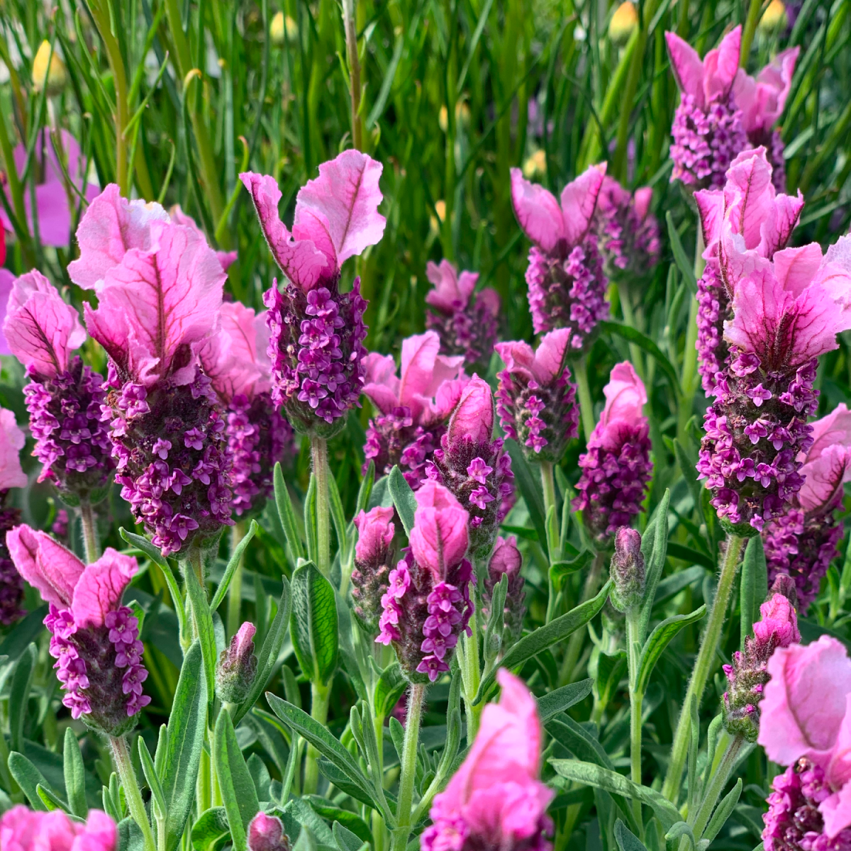 Javelin Forte™ Deep Rose İspanyol Lavantası