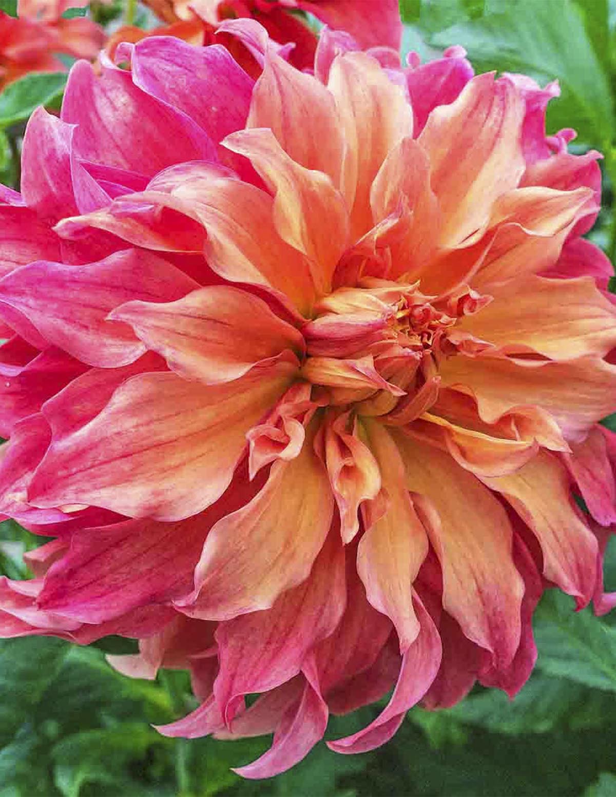 Belle of Barmera Yıldız Çiçeği (Dahlia)