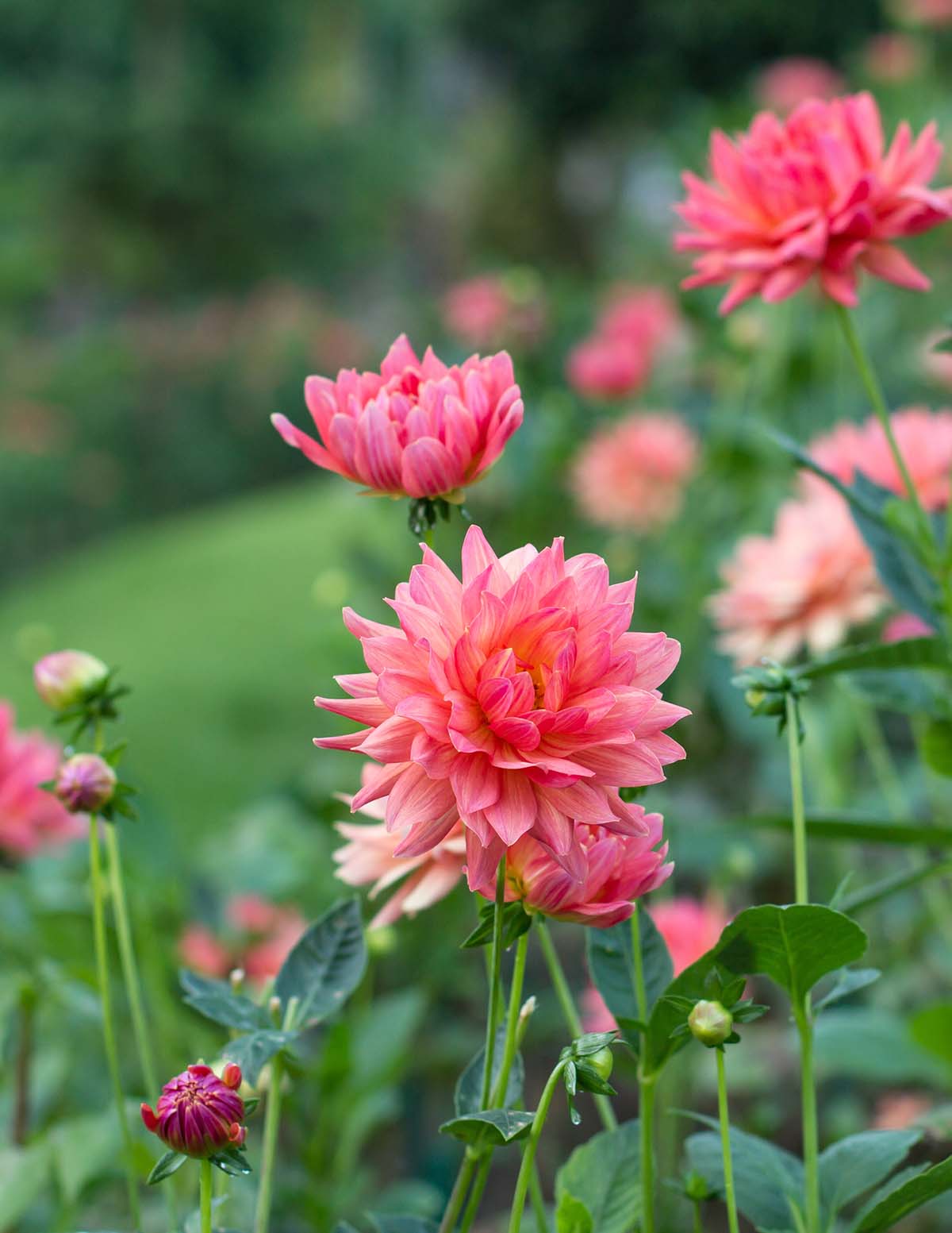 Belle of Barmera Yıldız Çiçeği (Dahlia)
