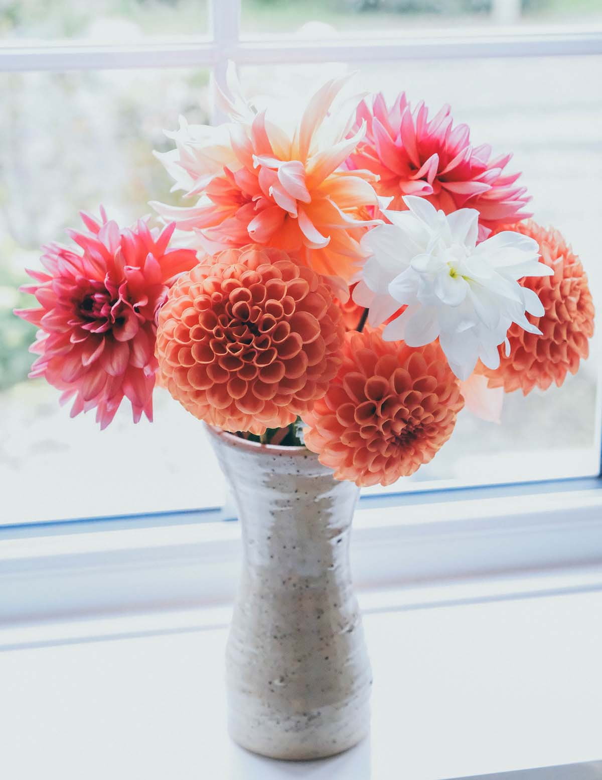 Belle of Barmera Yıldız Çiçeği (Dahlia)