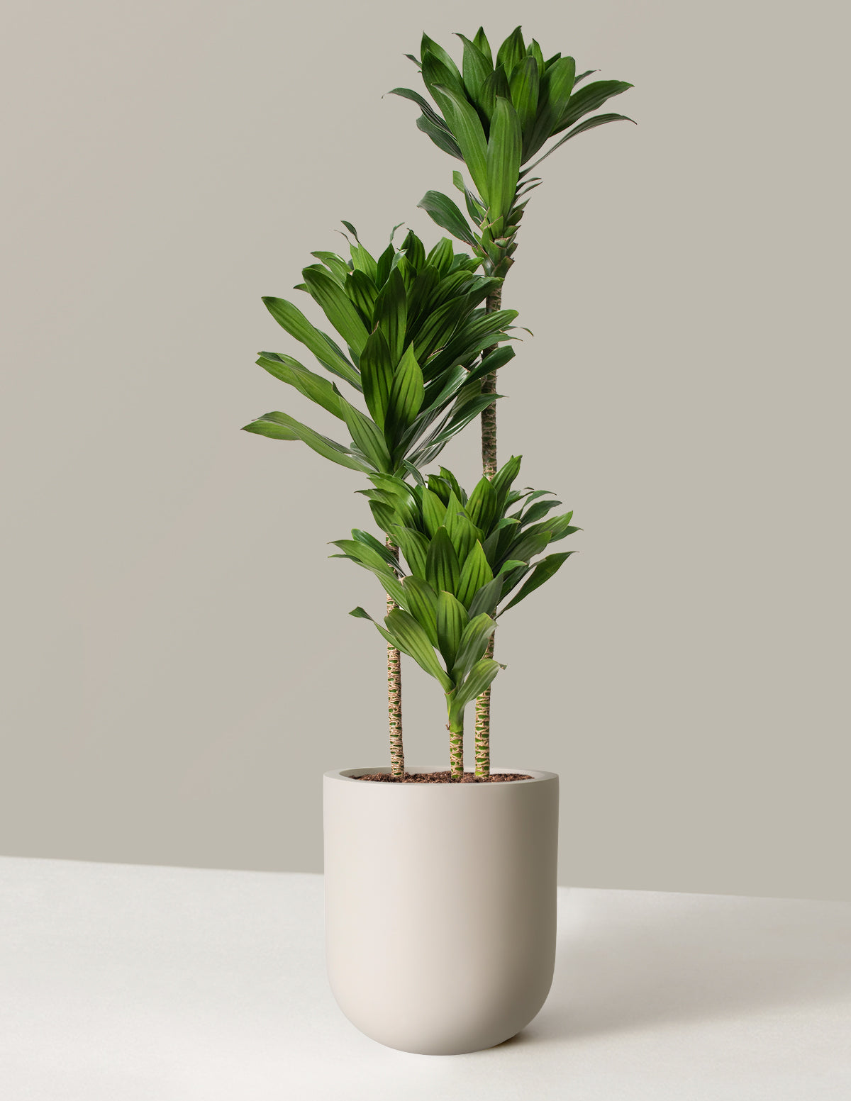 Büyük Dracaena Compacta Cane