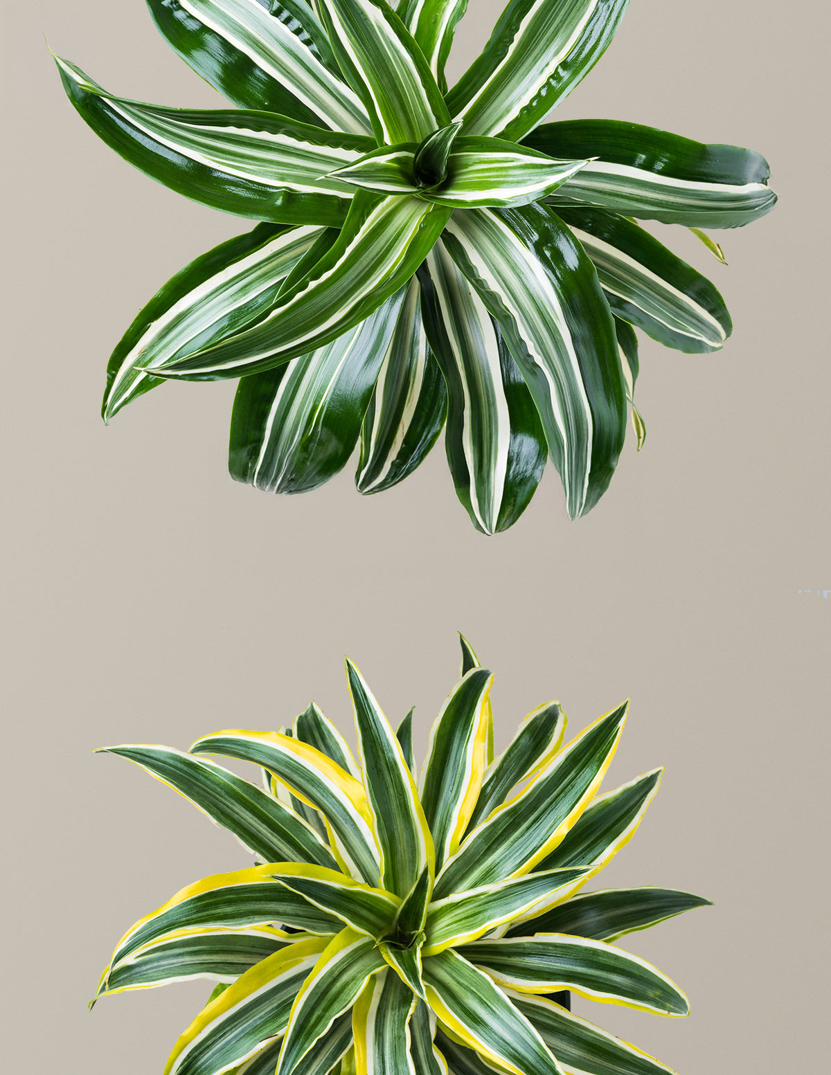 Dekoratif Dracaena İkilisi