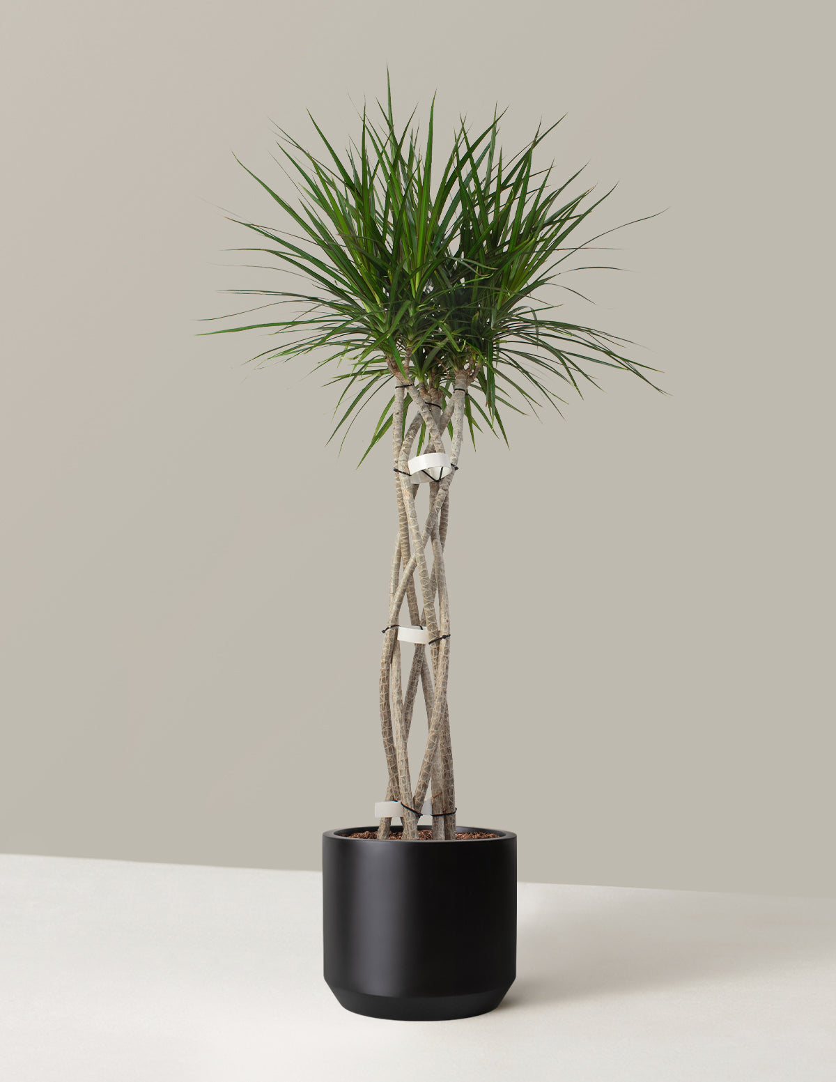 Dracaena Marginata Örgü Gövdeli (Open Weave)