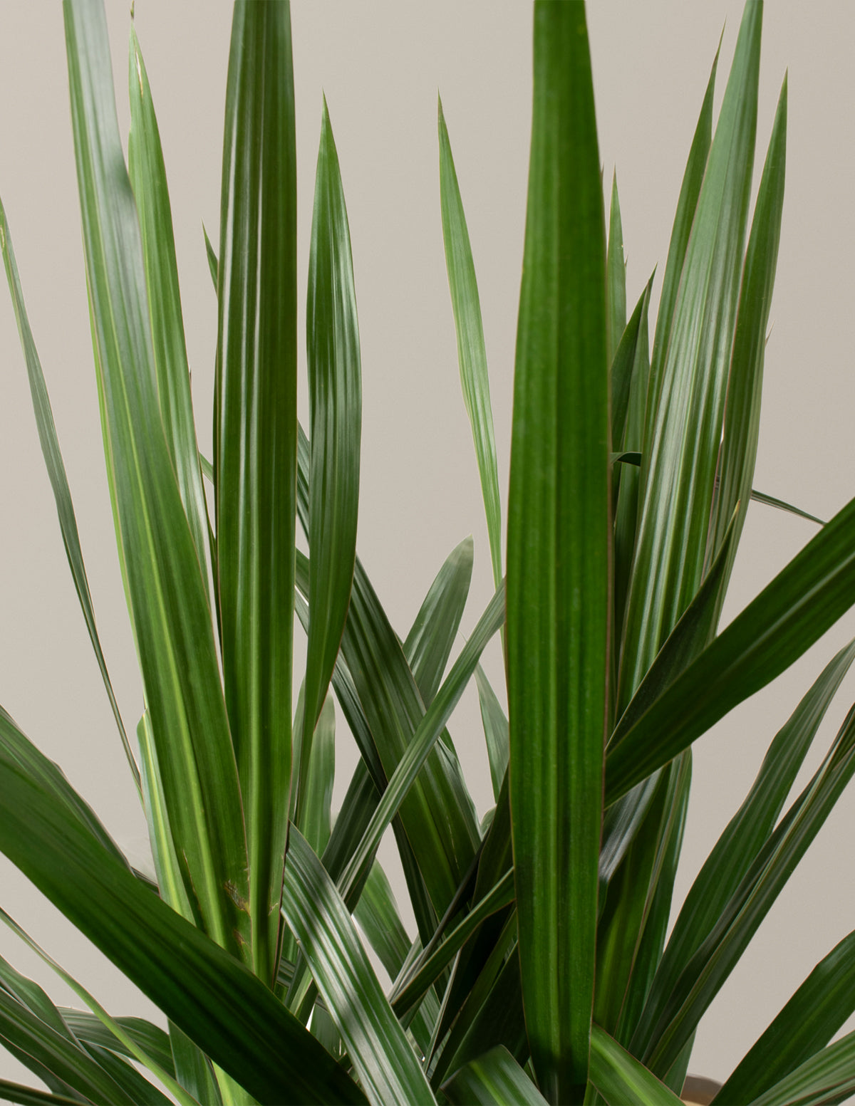 Büyük Boy Dracaena Tarzan