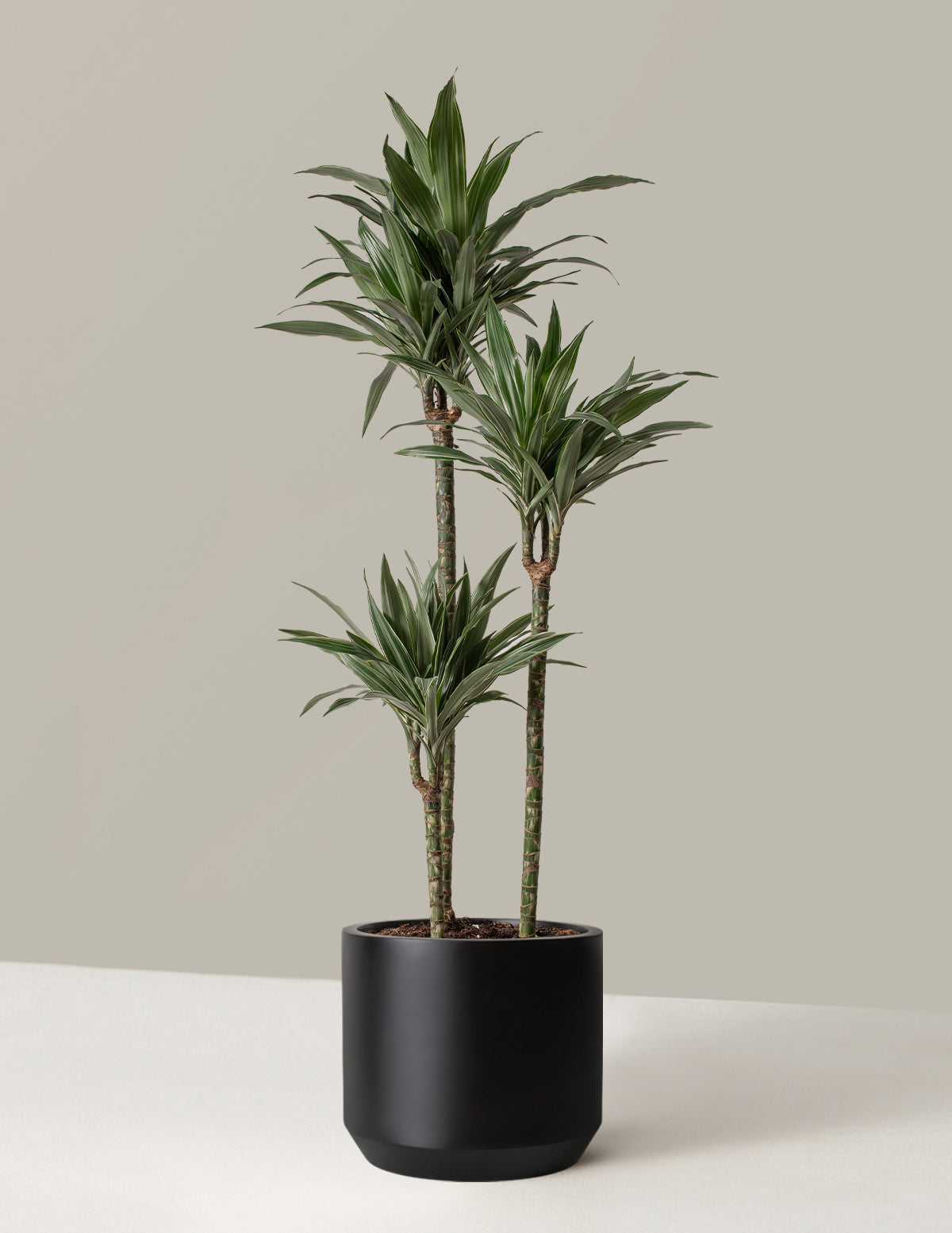 Büyük Boy Dracaena Warneckii