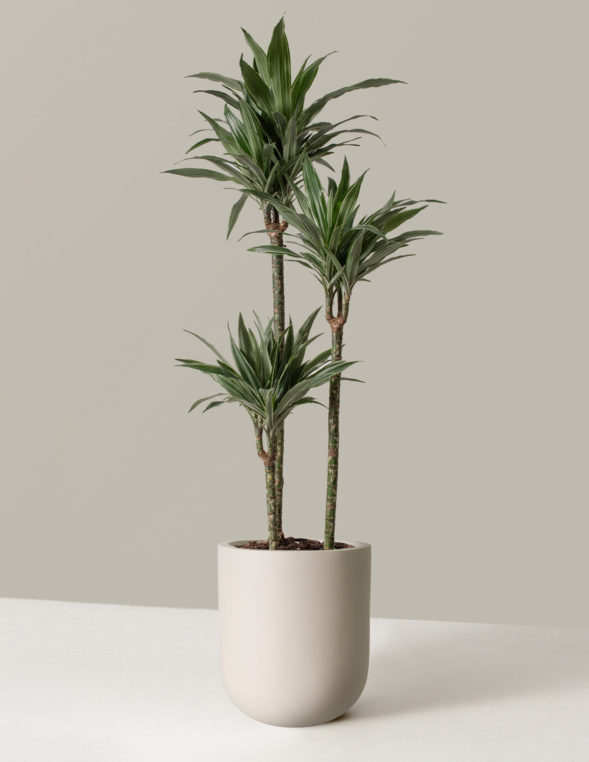 Büyük Boy Dracaena Warneckii