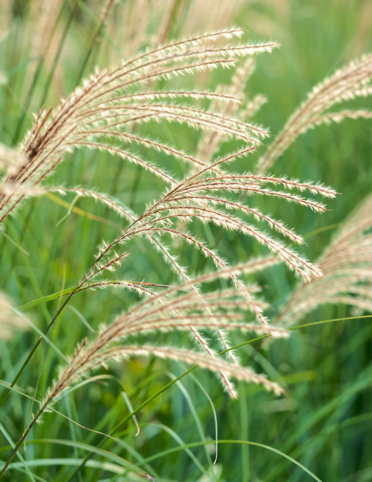 Bodur Süs Otu (Dwarf Maiden Grass)